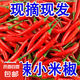 新鮮小米辣小米辣椒小米椒蔬菜小米辣鮮椒新鮮辣椒特辣巨辣紅辣椒 巨辣（帶箱250G）實惠嘗鮮