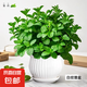 薄荷盆栽可食用大苗室內(nèi)桌面驅(qū)蚊綠植大盆迷迭香香草植物貓薄荷葉 大盆薄荷+白豎紋陶瓷盆