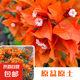 三角梅大苗盆栽綠櫻老樁三角梅室內(nèi)外植物四季好養(yǎng)活 三角梅大苗橙桑巴40-50厘米（不含盆）