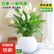 一帆風(fēng)順白掌綠植花卉水培綠植四季常綠花卉水培植物易活好養(yǎng)常綠 白掌一帆風(fēng)順（圓球月亮自吸水盆）