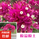 三角梅大苗盆栽綠櫻老樁三角梅室內(nèi)外植物四季好養(yǎng)活 三角梅大苗塔紫40-50厘米（不含盆）