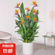 富貴鳥(niǎo)帶花盆栽鶴望蘭客廳室內(nèi)大型綠植辦公室四季花卉植物 富貴鳥(niǎo)含白圓形樹(shù)脂盆【1-1.2米】 帶盆栽好