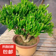 多肉植物發(fā)財樹吸財樹大棵老樁庭院盆栽陽臺花卉好養(yǎng)活筒葉花月 吸財樹老樁30-40厘米高 不含盆