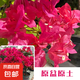 三角梅大苗盆栽綠櫻老樁三角梅室內(nèi)外植物四季好養(yǎng)活 三角梅大苗同安紅40-50厘米（不含盆）