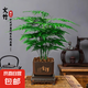 【帶盆高度20-30CM】文竹桌面盆栽辦公室內(nèi)美觀懶人綠植好養(yǎng)植物 文竹+古風(fēng)樹脂花盆+底座+陶粒