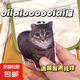 網(wǎng)紅瘋狂旋轉(zhuǎn)貓集合蒜鳥鑰匙扣Oi旋轉(zhuǎn)貓掛件發(fā)聲器鑰匙扣搞笑貓 小貓鑰匙扣掛件-旋轉(zhuǎn)貓貓頭