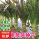 四季小香蔥種子小蔥種子種籽可陽臺盆栽蔬菜種子籽易種蔬菜種子籽 掛絲紅皮萵筍種子1包