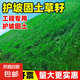 進(jìn)口草坪種子草籽矮生四季青庭院綠化四季常青護(hù)坡免修剪草種子 護(hù)坡王種子混播 500克【經(jīng)濟(jì)更實(shí)惠】