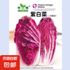 里外紫色大白菜種子高產(chǎn)紫白菜種子紫羅蘭白菜紫白菜夏季蔬菜種子 華煜【原廠彩包】 2包約【200粒】