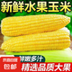 新鮮現(xiàn)摘水果玉米爆漿多汁直播間輕食早餐買菜超市蔬菜品質(zhì) 新鮮水果玉米9斤 含箱