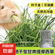 苜蓿草幼兔干草兔子糧食紫花豚鼠食飼料專用龍貓吃的兔糧提摩西草 提摩西草1斤500g(凈重)