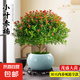 小葉赤楠盆景金絲楠木老樁盆栽大棵辦公室內(nèi)桌面綠植花卉四季好養(yǎng) 特A級(jí)小葉赤楠（藍(lán)色冰裂紋盆）送底座+肥料