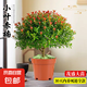 小葉赤楠盆景金絲楠木老樁盆栽大棵辦公室內(nèi)桌面綠植花卉四季好養(yǎng) 特A級(jí)小葉赤楠（原盆栽好）送底座+肥料