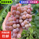 巨峰葡萄樹苖陽光玫瑰藍(lán)寶石葡萄樹苗無籽南北方種植盆栽庭院爬藤 寒香蜜【十年大苗】當(dāng)年結(jié)果 養(yǎng)死包賠 80cm(含)-89cm(含)