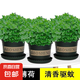 薄荷盆栽可食用新鮮薄荷葉盆栽清涼茶可做冷飲的香草室內(nèi)好養(yǎng)植物 3盆30-36棵【加侖盆】+肥