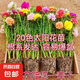 重瓣太陽花苗宿根混色植物綠植花卉盆栽四季開花帶根帶花苞發(fā)貨 重瓣混色18-24色 100枝 帶根