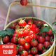 冰糖水果小番茄高山圣女果小西紅柿早餐減肥減脂生鮮新鮮蔬菜 高山圣女果 5斤 凈重