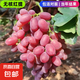 巨峰葡萄樹苖陽光玫瑰藍(lán)寶石葡萄樹苗無籽南北方種植盆栽庭院爬藤 無核紅提【十年大苗】當(dāng)年結(jié)果 養(yǎng)死包賠 80cm(含)-89cm(含)