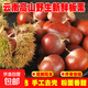 【內(nèi)皮易剝】云南新鮮板栗25年生栗子糖炒栗子現(xiàn)摘現(xiàn)發(fā)蔬菜零食 新鮮水果板栗 1斤