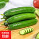 山東小黃瓜新鮮水果黃瓜現摘生吃脆甜青瓜整箱批發(fā) 水果黃瓜嘗鮮 1斤