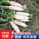小白龍水果蘿卜種籽抗寒不空心蘿卜種子蔬菜種子四季播種 小白龍蘿卜種子 一包約400粒