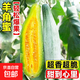羊角酥甜瓜種子高產(chǎn)超甜薄皮羊角蜜種籽陽(yáng)臺(tái)花卉盆栽水果蔬菜種子 羊角密種子 1包約100粒