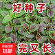 【割完又長】紅莧菜種子大葉四季播大圓葉莧蔬菜籽陽臺盆栽野菜籽 一點(diǎn)紅莧菜種子 1包約1000粒