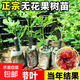 無花果樹果苗波姬紅矮化扦插杯苗盆栽青皮南北方庭院果園陽臺(tái)種植 波姬紅小苗【1顆】