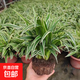 金邊金心吊蘭盆栽室內(nèi)陽(yáng)臺(tái)四季常青客廳桌面水培垂吊真花卉綠植物 金邊吊蘭+金心吊蘭（共2盆）：不含盆