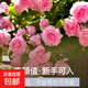 重瓣鳳仙花種子指甲花七彩鳳仙花茶花四季播庭院陽(yáng)臺盆栽花卉種子 七彩鳳仙種子/包約100粒 1包