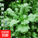 【今年新種】青香大葉茼蒿桐花菜大葉蓬蒿菜耐熱皇帝菜火鍋蔬菜 大葉茼蒿種子 買三包送二包約5000粒