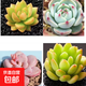 多肉植物精選圖片品種發(fā)貨照圖辦公室室內(nèi)陽臺桌面圖片品種指定品 黃麗+吉娃娃+艾倫+春萌+盆土