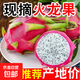越南火龍果進(jìn)口白心火龍果酸甜多汁新鮮水果產(chǎn)地直發(fā) 【嘗鮮】1粒裝 單果300g+