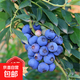藍莓苗藍莓樹(shù)苗庭院陽(yáng)臺盆栽地栽黑珍珠兔眼果樹(shù)苗木當年結果 薄霧5年苗【南方適宜】