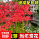 彼岸花種球曼珠沙華紅花換錦石蒜種球陽臺盆栽濃香四季播種花種籽 彼岸花種球（紅色） 5個球直接1-2cm（試種）