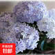 繡球花苗盆栽庭院花卉大花繡球八仙花盆栽無盡夏繡球室內(nèi)庭院花卉 6萬花鏡【3-4個分枝】+肥料