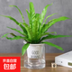 鳥巢蕨盆栽鐵線蕨驅(qū)蚊綠植水培室內(nèi)蕨類植物凈化空氣四季常青 鳥巢蕨20-30（早安吸水盆）