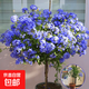 藍雪花盆栽帶花苞老樁大苗室內陽(yáng)臺室外綠植花卉四季開(kāi)花植物花苗 【棒棒糖/藍雪花】60-70cm高（ 開(kāi)花爆滿(mǎn)）