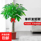 發(fā)財樹(shù)客廳大盆栽辦公室室內大型綠植擺客廳大棵招財植物喬遷之喜 獨桿發(fā)財樹(shù)1-1.1米【不含盆】