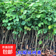 正宗名貴四川金絲楠木樹(shù)苗 精品小葉楨楠珍稀室外園林四季常青 大紅酸枝約35cm*2棵