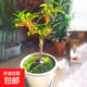嫁接桂花樹(shù)苗盆栽濃香型四季庭院地栽金桂矮樁室內花卉好養小盆景 嫁接金桂3年苗【當年開(kāi)花】