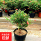 石榴花盆栽觀賞石榴果樹苗室內(nèi)外庭院陽(yáng)臺(tái)盆景綠植物花卉四季開花 3年苗【花期帶花苞】