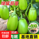 傲點(diǎn)高產(chǎn)茄子秧苗大全紫長(cháng)茄苗黑長(cháng)茄苗杭茄苗紫圓茄苗青茄苗各種 綠冠茄秧苗 優(yōu)選帶土秧苗10顆