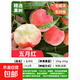 早熟水蜜桃樹(shù)苗嫁接黃桃樹(shù)苖樹(shù)當年結果南方北方種植樹(shù)苗桃樹(shù)果苗 五月紅6年苗當年結果 81cm(含)-110cm(含)