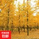 銀杏苗綠化樹(shù)苗金葉銀杏樹(shù)苗占地苗庭院陽(yáng)臺南北方種植園林綠化苗 銀杏6cm粗