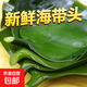 海帶頭鹽漬新鮮食材厚海白菜高泡發(fā)結(jié)片 火鍋食材 涼拌蔬菜 鹽漬海帶頭500g*3袋