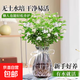 水培植物桌面水養(yǎng)花卉綠植小盆栽 茉莉花6株+菱形灰色玻璃瓶