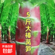 特大五斤大棒紅圓葉萵筍種子 脆嫩薄皮耐寒四季高產(chǎn)蔬菜 五斤大棒紅圓葉種子 一包約1000粒