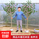木槿花樹(shù)苗可食用棒棒糖木槿花重瓣大苗陽(yáng)臺庭院盆栽耐寒四季開(kāi)花 木槿2公分粗60公分高【帶土球發(fā)貨】
