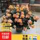 瑞典女王月季夏季耐曬灌木月季帶花苞四季開(kāi)花玫瑰大苗陽(yáng)臺庭院 果汁陽(yáng)臺原盆原土發(fā)貨中苗25cm左右